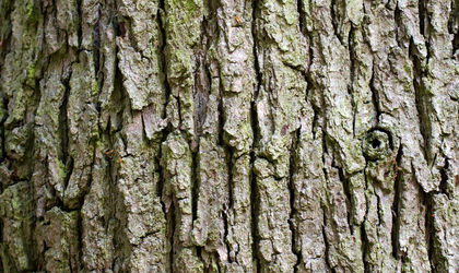 Inspiratie- Hout- Boom-Knulst Houten Vloeren- Nunspeet- www.knulsthoutenvloeren.nl.jpg