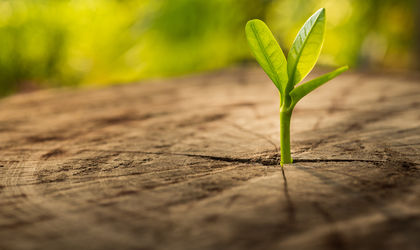 Inspiratie- bamboe- duurzaam- hout- Knulst Houten Vloeren- Nunspeet- www.knulsthoutenvloeren.nl.jpg