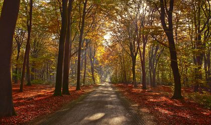 Inspiratie- Eiken- hout- bos- Knulst Houten Vloeren- Nunspeet- www.knulsthoutenvloeren.nl.jpg
